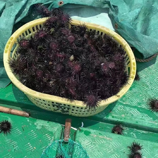 阳江本地海胆