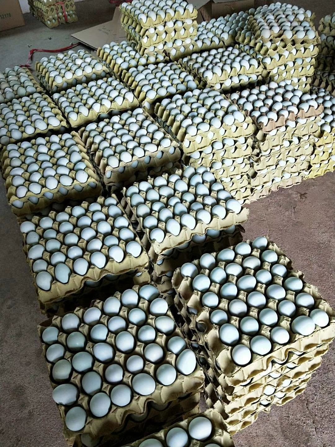 厂家直销黑羽绿壳蛋鸡苗绿壳蛋鸡苗土蛋鸡苗高产蛋鸡苗