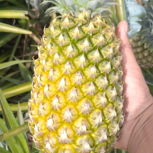 昌江县香水凤梨次