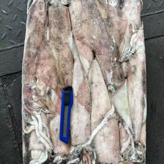 福州西非鱿鱼15/20，25up，