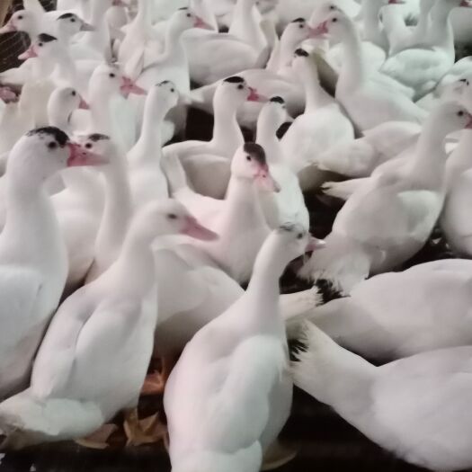 四会市白番鸭