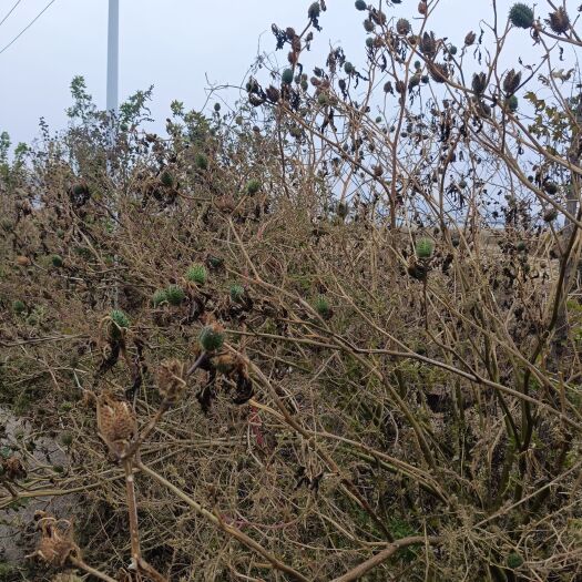 盖州市曼陀罗种子
