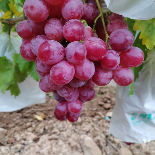 红提葡萄