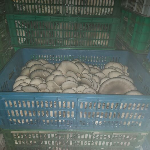 新绛县当天采摘，品相优良