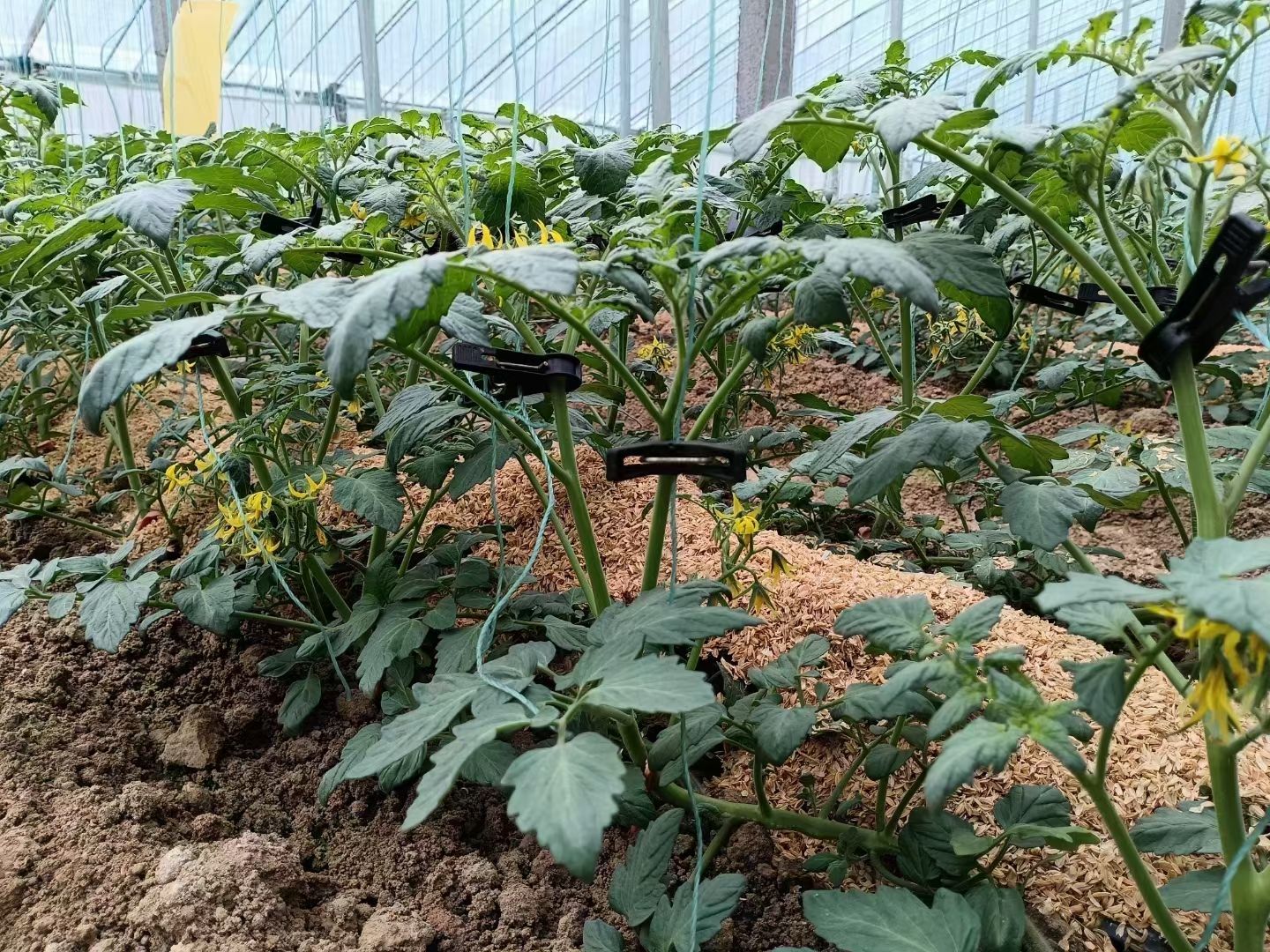 杀菌剂甲霜恶霉灵 30%甲霜噁霉灵根腐病死苗烂根枯萎病猝倒病