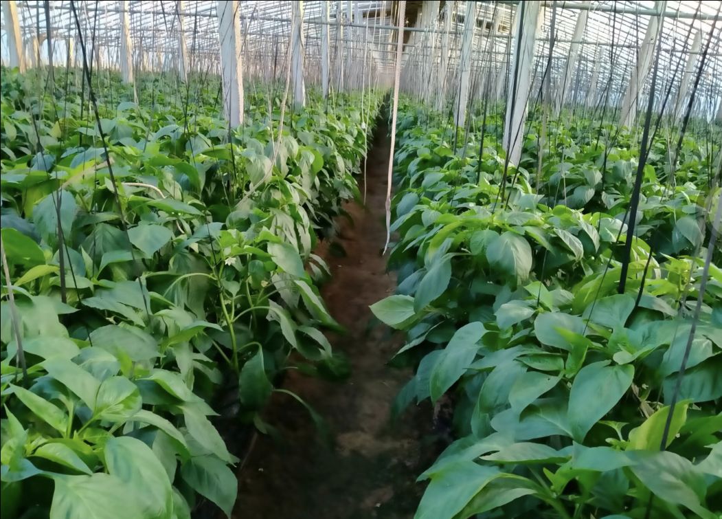 杀菌剂甲霜恶霉灵 30%甲霜噁霉灵根腐病死苗烂根枯萎病猝倒病