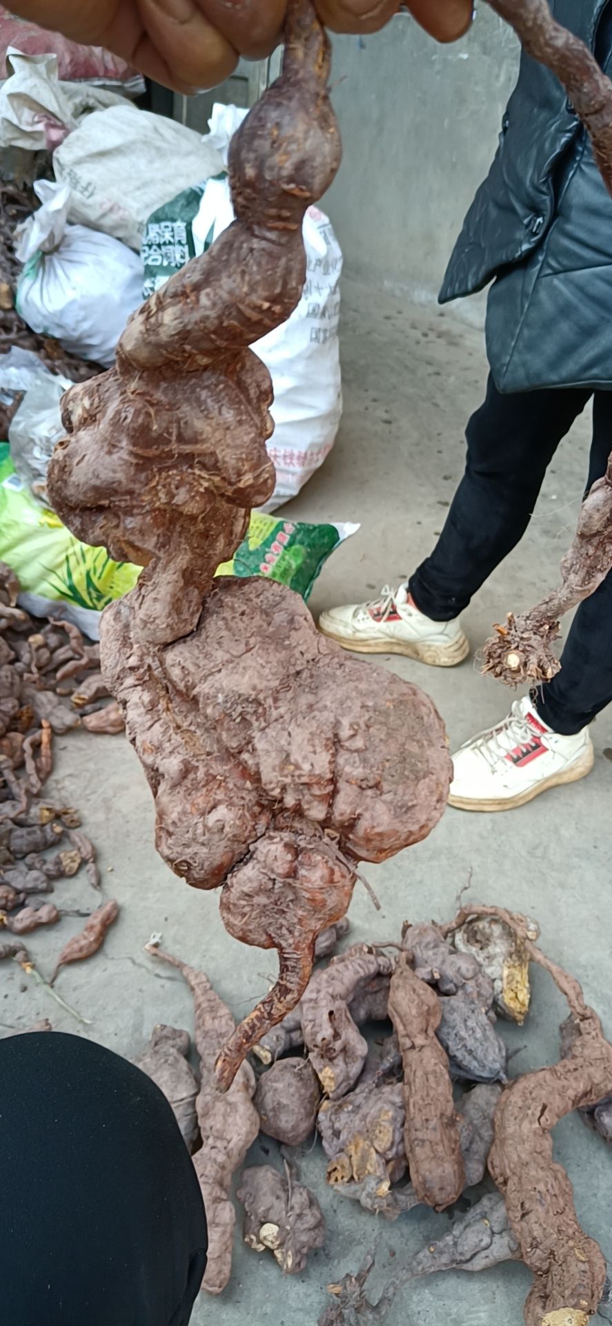 何首乌