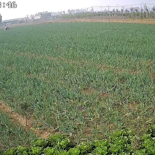 无极县河北石家庄无极县大疙瘩葱  鸡腿大葱家有500亩