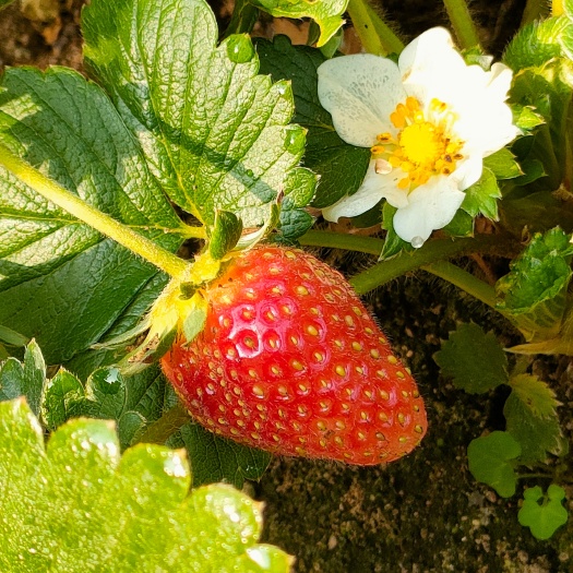 泰安和风四季草莓苗 穴盘四季草莓苗  四季白草莓种苗