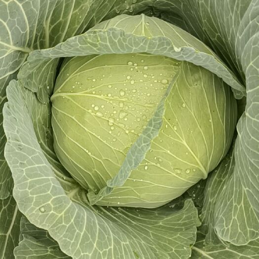 菏泽万亩京丰一号扁包菜
