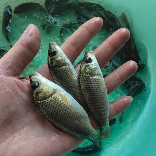 南宁金背鲤鱼鱼苗