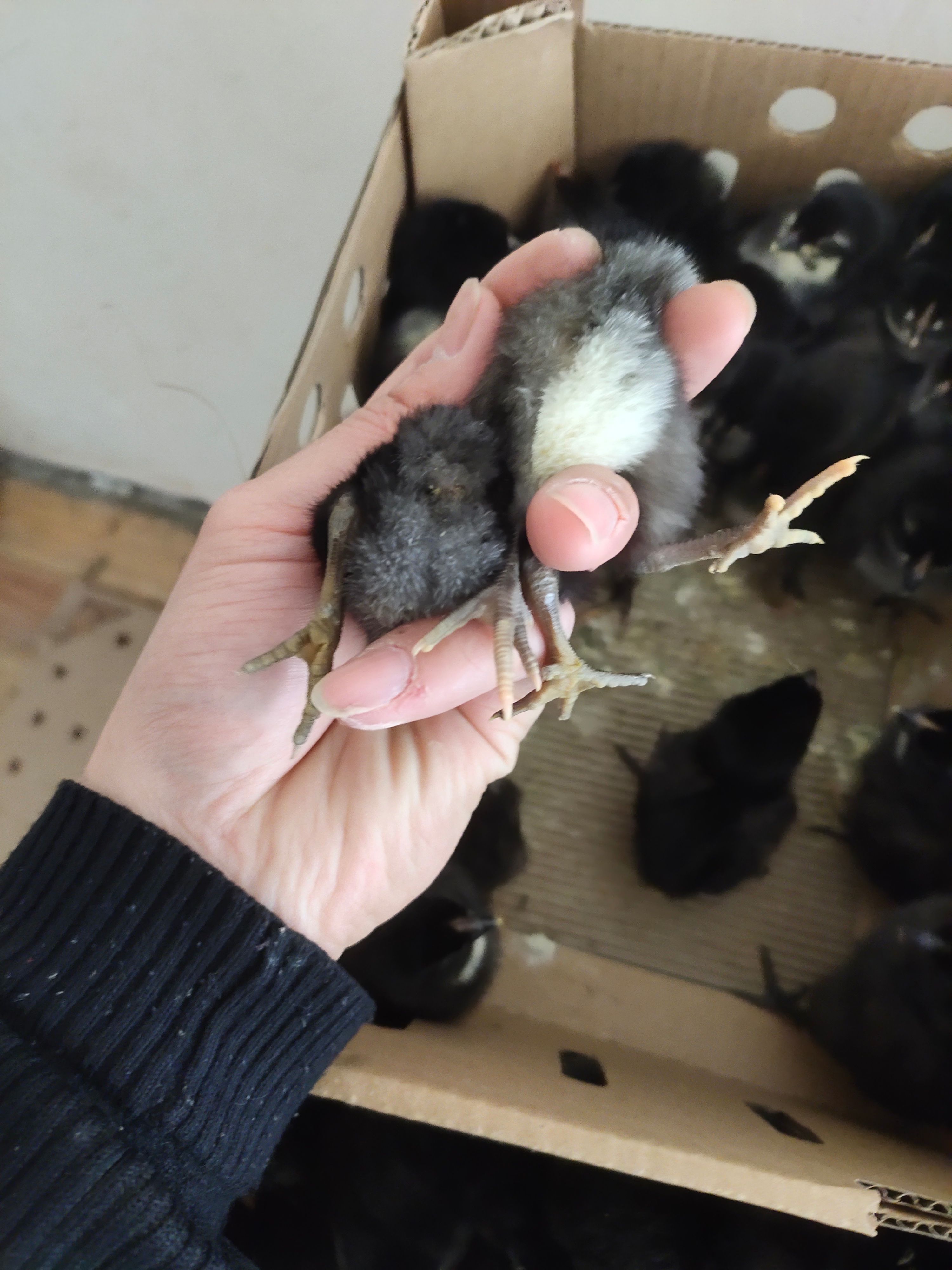 厂家直销黑羽绿壳蛋鸡苗绿壳蛋鸡苗土蛋鸡苗高产蛋鸡苗