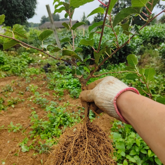 雅安水杨桃苗