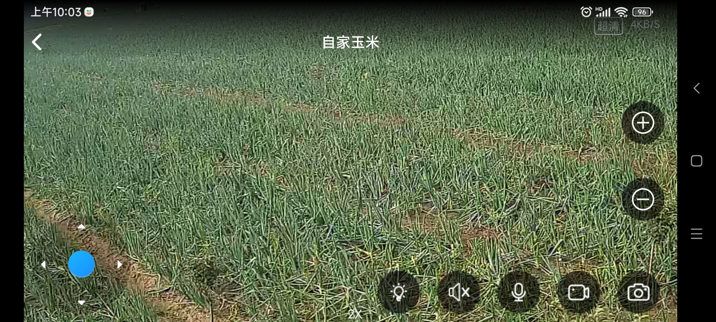 河北石家庄无极县大葱，疙瘩葱，家有500亩