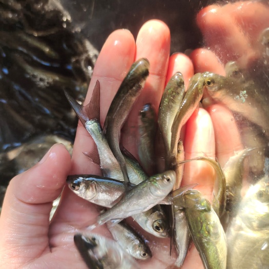 南宁白鲢鱼苗/易成活 /养殖基地直供/现货供应有需要欢迎来电咨询