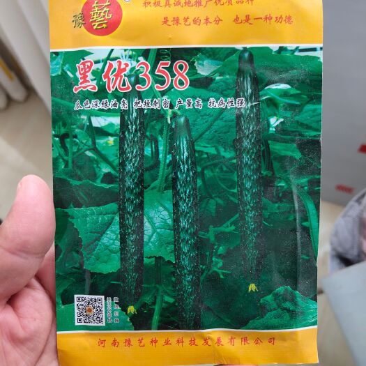 扶沟县黑优358黄瓜种子~黑油亮瓜耐热耐寒抗病产刺瘤明显
