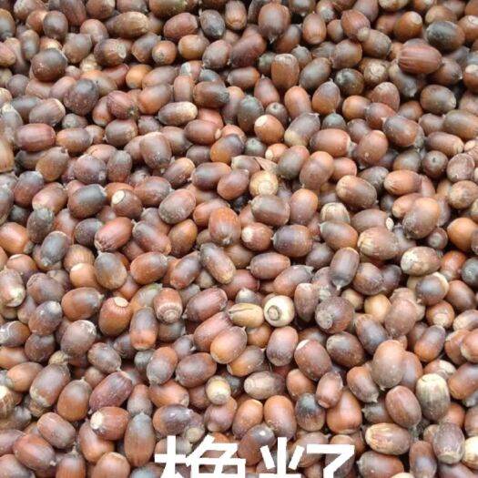 大悟县橡子