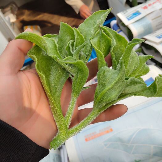 寿光市冰草，冰菜