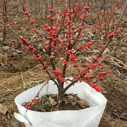泰安北美冬青树苗 北美冬青树苗价格  泰安北美冬青种植基地