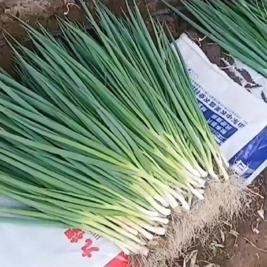 公主岭市精品香葱 产地直销