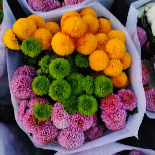多色乒乓菊 组盆乒乓菊 产地直发量大可优惠