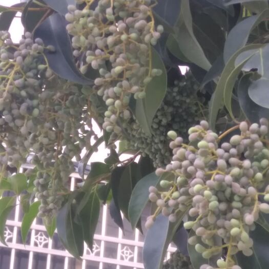 临沂樟树种子