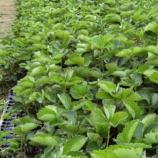 肥城市章姬草莓苗，适合大棚陆地种植的草莓苗，现挖装箱加冰降温发货