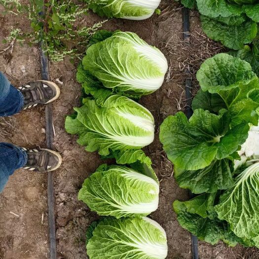 大白菜,量大从优