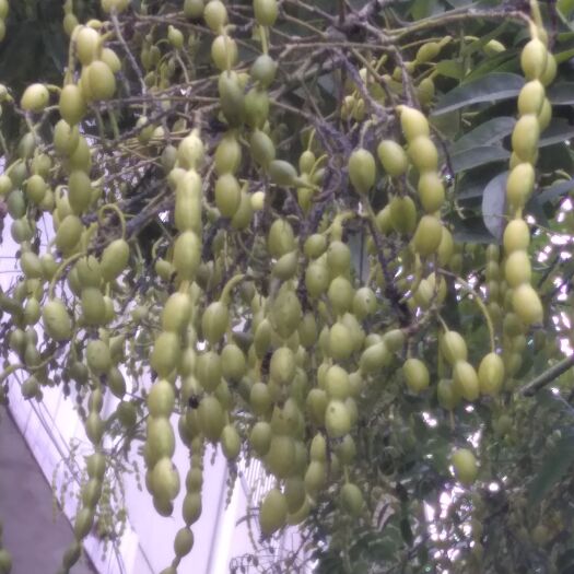 临沂槐榴弹