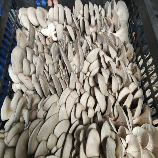 邯郸精品鲜平菇，黑平菇，大量供货，产地直销