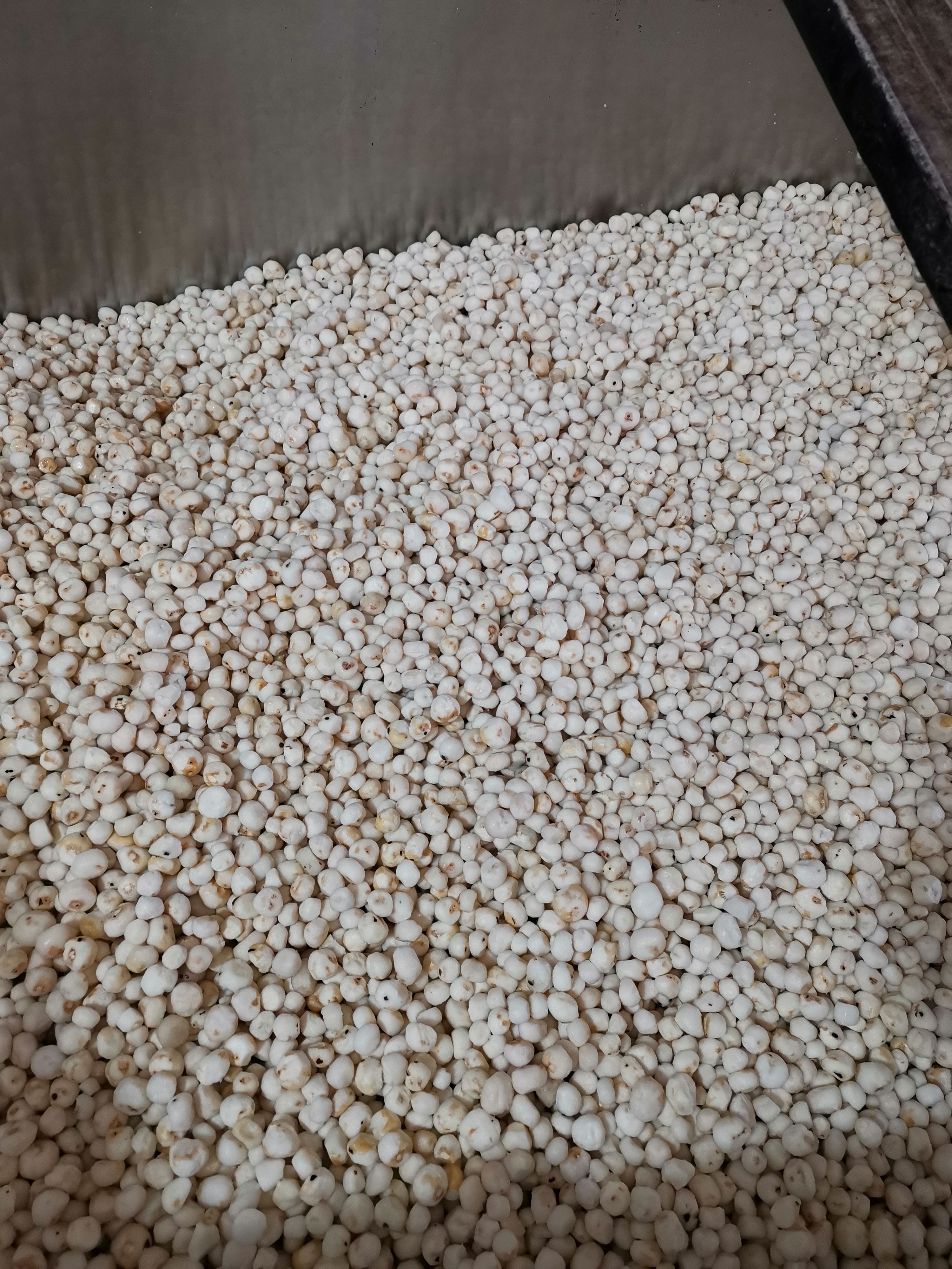 珍珠马蹄 产地直供批发新鲜珍珠马蹄 去皮珍珠马蹄食用农产品