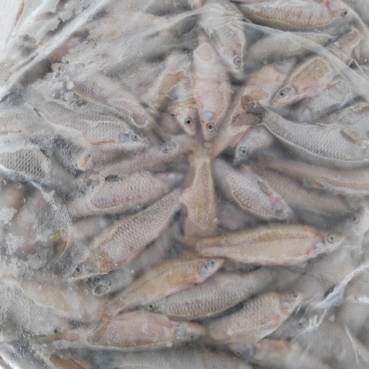信阳扒肚速冻麦穗鱼活鱼加工的：质量保证欢迎下单