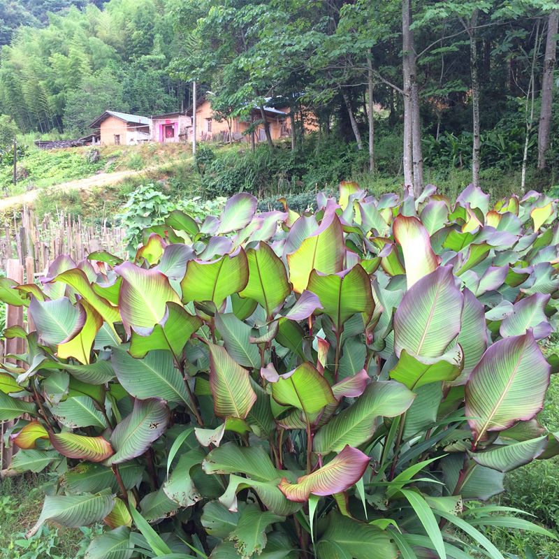 芭蕉芋（乙武坝坝思期武丝乙丝③）一株可繁植几十个芽头耐寒旱