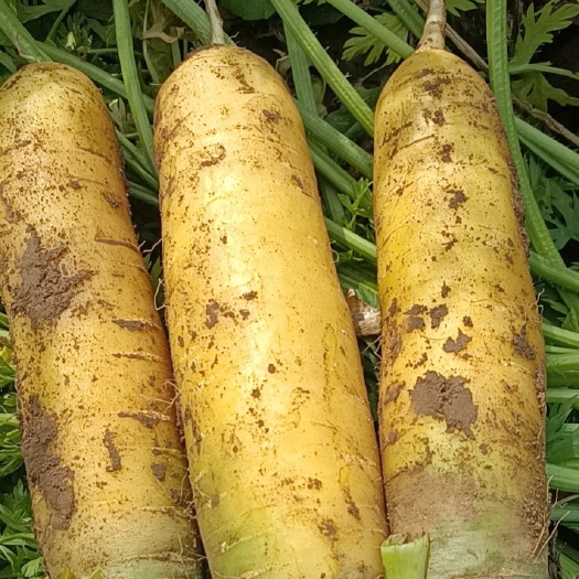 平遥县滴灌高垄种植胡萝卜热卖中（联系时请说是在惠农网看到的）
