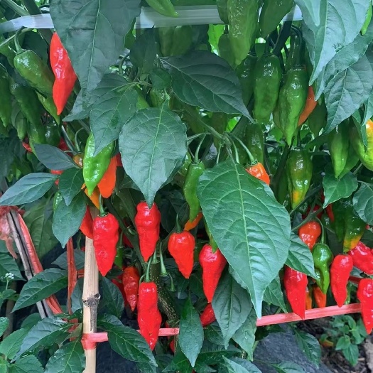 桑植县辣素辣椒