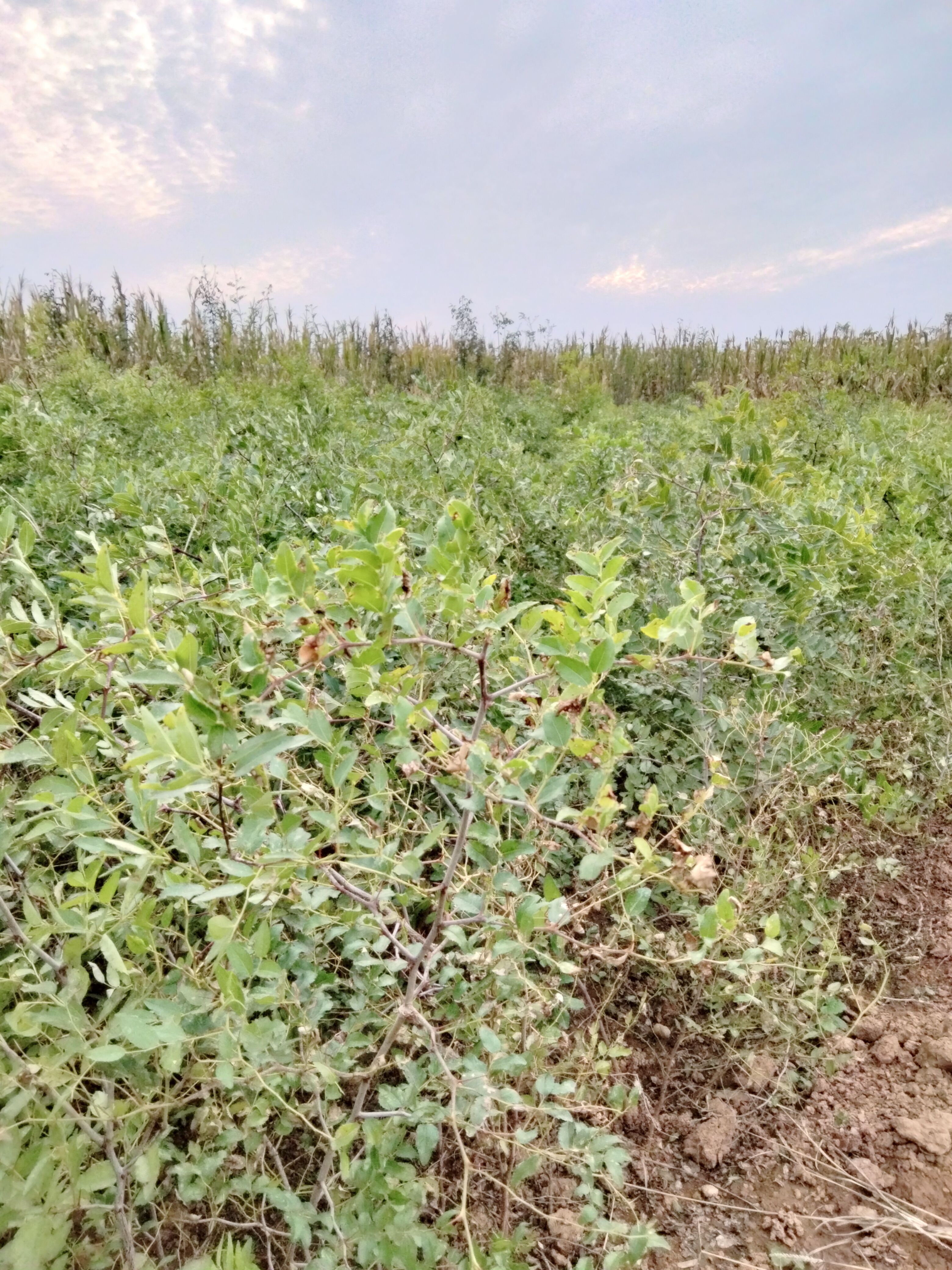 酸枣树苗，大量出售。免费后期技术指导，一直到丰产。