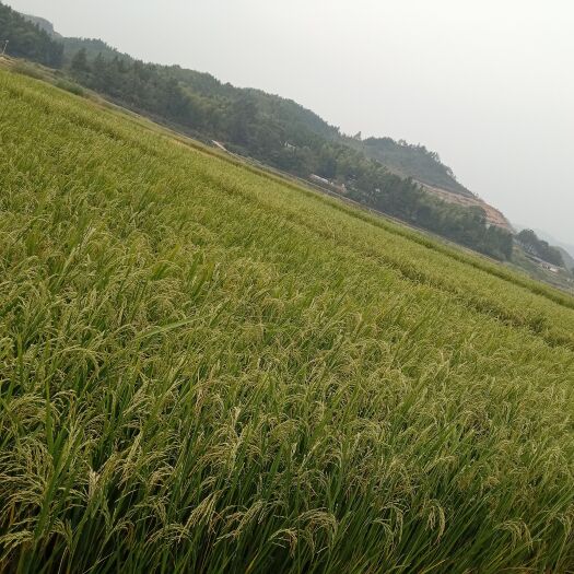 绥宁县绿洲水稻，大米。