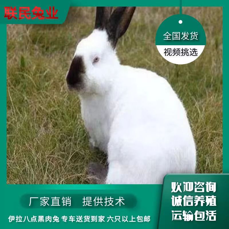 嘉祥县伊拉八点黑肉兔 专车批量送货到家 技术跟踪服务指导！