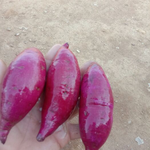 莒南县紫薯紫罗兰，精品香甜软糯，纯沙土岭地，颜色亮丽，瓜型长长条，