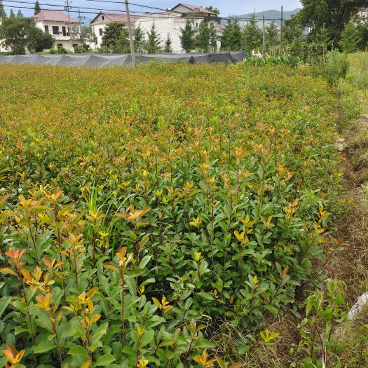 奉新县红叶石楠小杯苗基地直发，全国发货