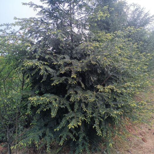 长沙县罗汉松红豆杉处理
