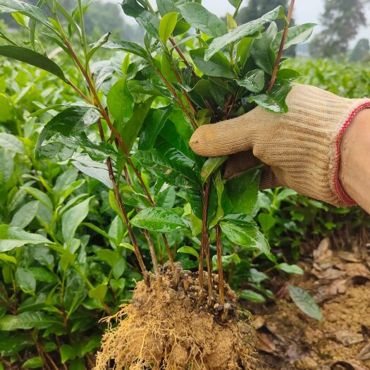 雅安蒙山9号茶苗