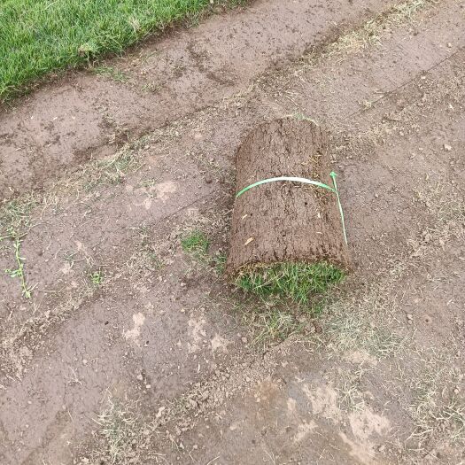 重庆市二号草坪