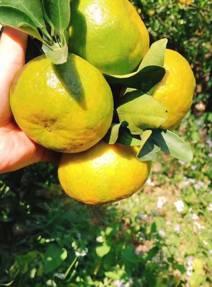 衢州椪柑