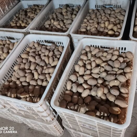 滕州市荷兰十五土豆圆种薯