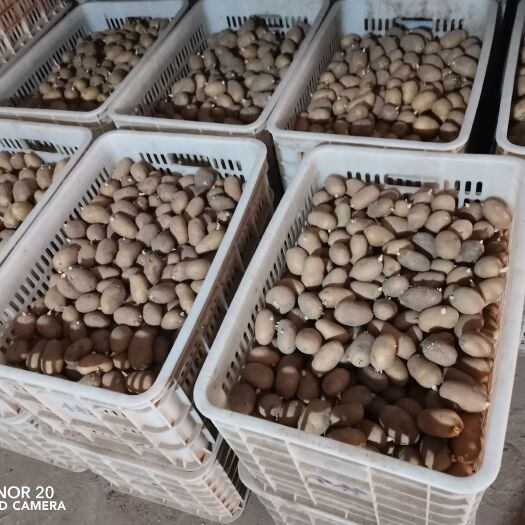 荷兰十五土豆圆种薯