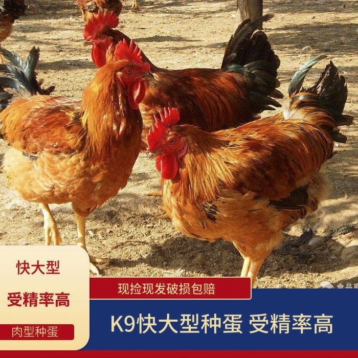 贵阳鸡种蛋  块大型麻黄鸡k9，红玉，882，可孵化小鸡的种蛋，