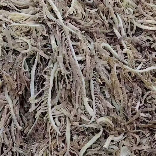 南京毛肚  黑千层