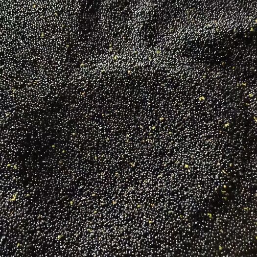 浦北县三叉苦种子饱满新鲜