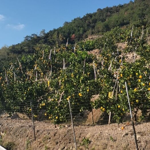 临海市涌泉高山蜜桔